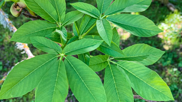 Aesculus californica California buckeye, Aesculus californica