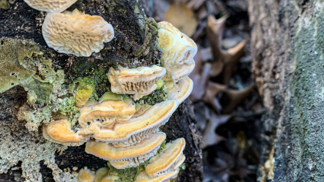 Trametes betulina Gilled Polypore, Trametes betulina