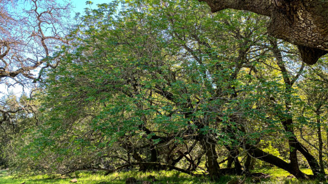 Aesculus californica. Some of the biggest of these I've ever come across California buckeye, Aesculus californica