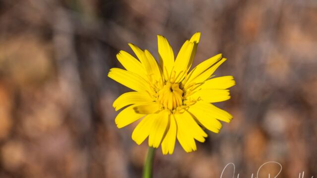 Hypochaeris radicata (non native) Rough cat's ear, Hypochaeris radicata