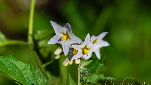 Solanum sp. Nightshade, Solanum sp.