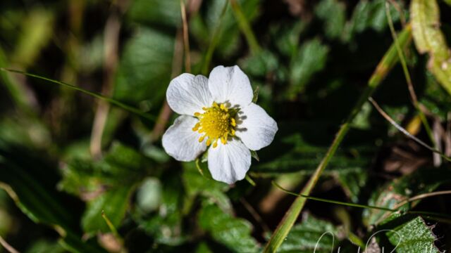 Fragaria vesca Wood strawberry, Fragaria vesca