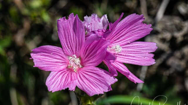 Dwarf checkerbloom Dwarf checkerbloom, Sidalcea malviflora ssp. malviflora