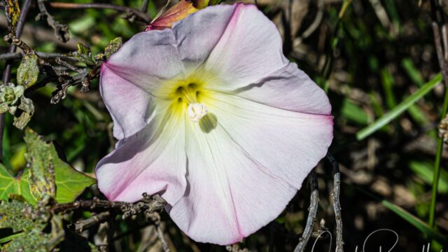 Calystegia purpurata ssp. purpurata Pacific false bindweed, Calystegia purpurata ssp. purpurata