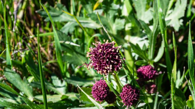 Sanicula bipinnatifida Purple sanicle, Sanicula bipinnatifida