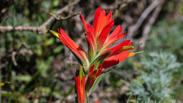 Castilleja subinclusa ssp. franciscana Castilleja subinclusa ssp. franciscana