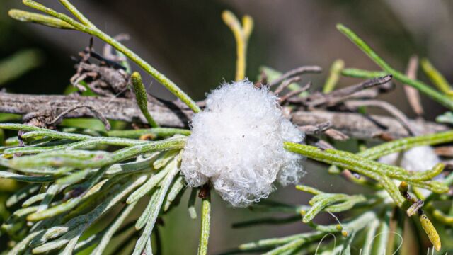 Rhopalomyia floccosa, on California sagebrush (Artemisia californica) Sagebrush Woolly Stem Gall Midge, Rhopalomyia floccosa, on California sagebrush (Artemisia californica)
