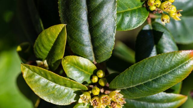 Frangula californica California coffeeberry, Frangula californica
