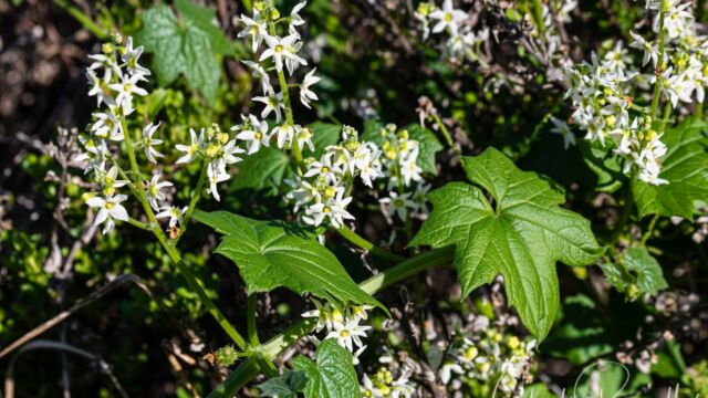 Marah fabacea California man-root, Marah fabacea
