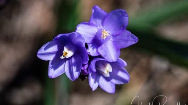 Dipterostemon capitatus subsp. capitatus Blue dicks, Dipterostemon capitatus subsp. capitatus