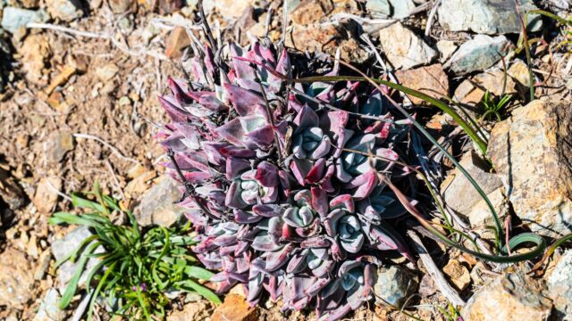 Dudleya farinosa Bluff lettuce, Dudleya farinosa