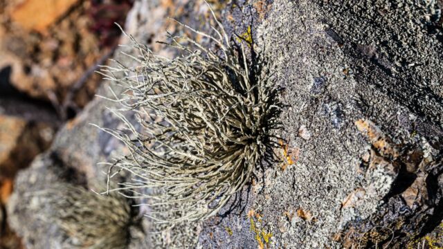 Niebla homalea Armored Sea-Fog Lichen, Niebla homalea