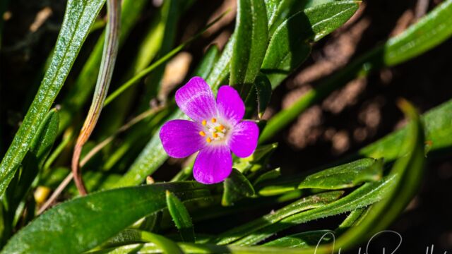 Calandrinia menziesii Red maids, Calandrinia menziesii