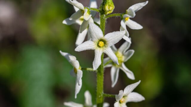 Marah fabacea California man-root, Marah fabacea