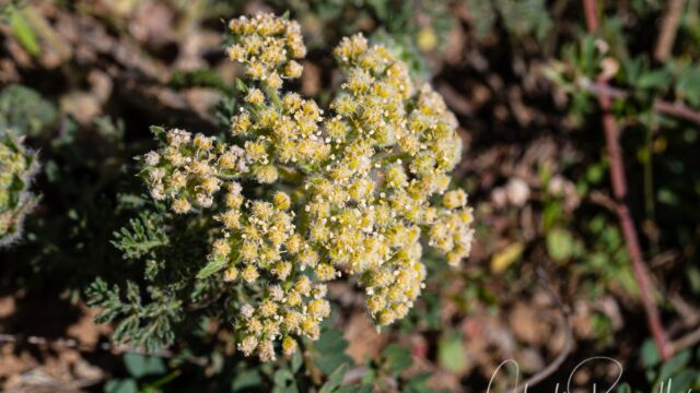Lomatium dasycarpum Woollyfruit desertparsley, Lomatium dasycarpum