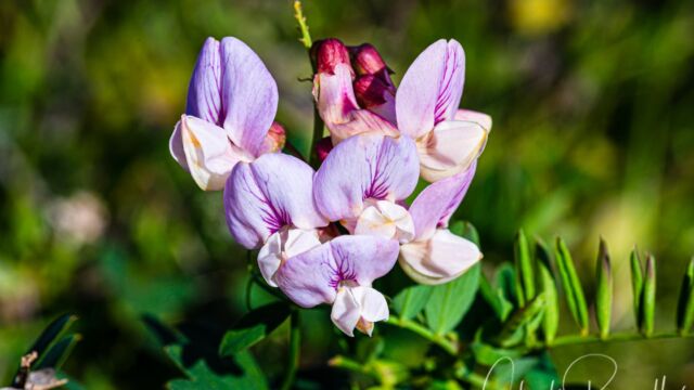 Lathyrus vestitus var. vestitus Pacific pea, Lathyrus vestitus var. vestitus