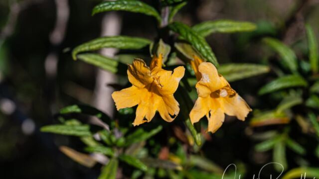 Diplacus aurantiacus Sticky monkeyflower (aka bush monkeyflower), Diplacus aurantiacus