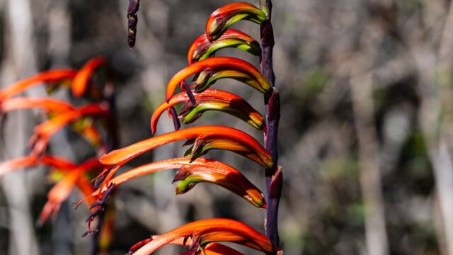 Chasmanthe bicolor (non native) Bicolor Cobra Lily, Chasmanthe bicolor