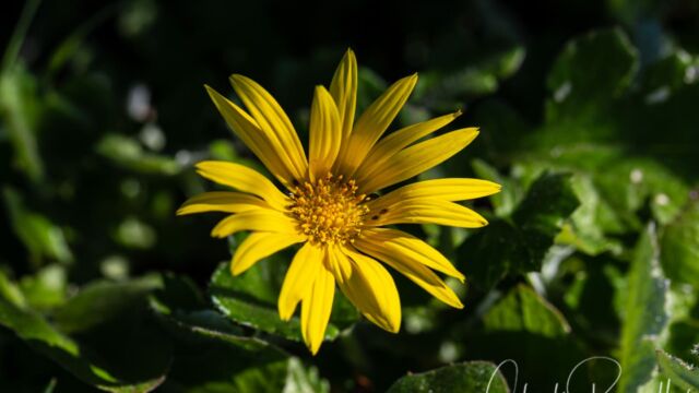 Prostrate cape weed (non native) Prostrate cape weed, Arctotheca prostrata