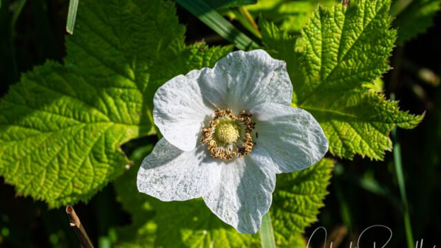 Rubus parviflorus Western thimbleberry, Rubus parviflorus
