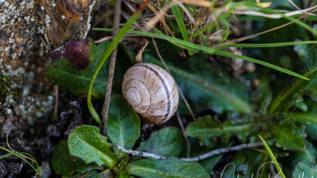 Helminthoglypta nickliniana Nicklin's Shoulderband Snail, Helminthoglypta nickliniana
