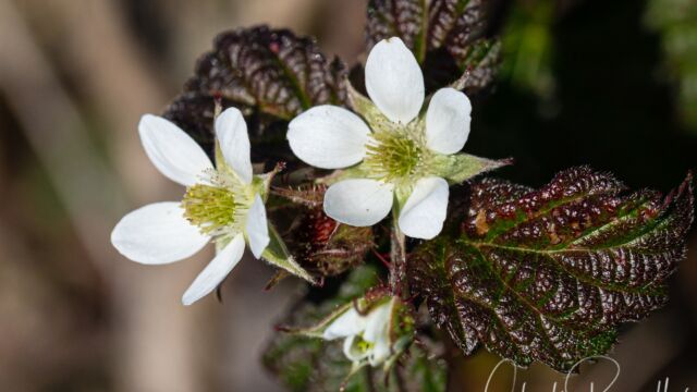 Rubus armeniacus (non native) Himalayan blackberry, Rubus armeniacus