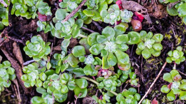 Sedum spathulifolium Pacific stonecrop, Sedum spathulifolium