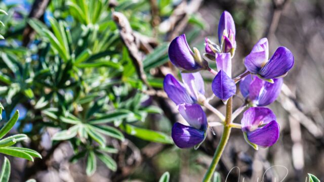 Lupinus albifrons Silver bush lupine, Lupinus albifrons