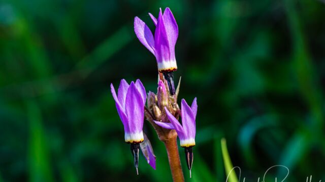 Primula hendersonii Mosquito bill, Primula hendersonii