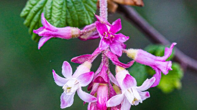 Ribes sanguineum Red flowering currant, Ribes sanguineum