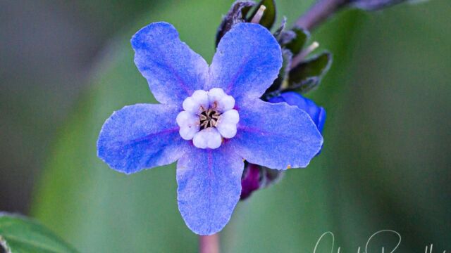 Adelinia grandis (formerly Cynoglossum grande) Grand houndstongue, Adelinia grandis (formerly Cynoglossum grande)