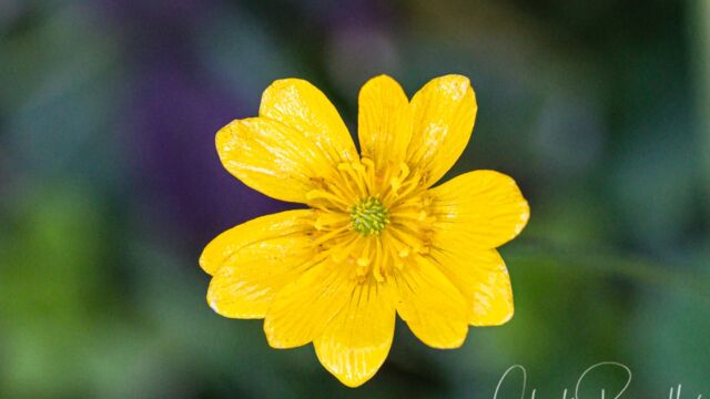 Ranunculus californicus California buttercup, Ranunculus californicus