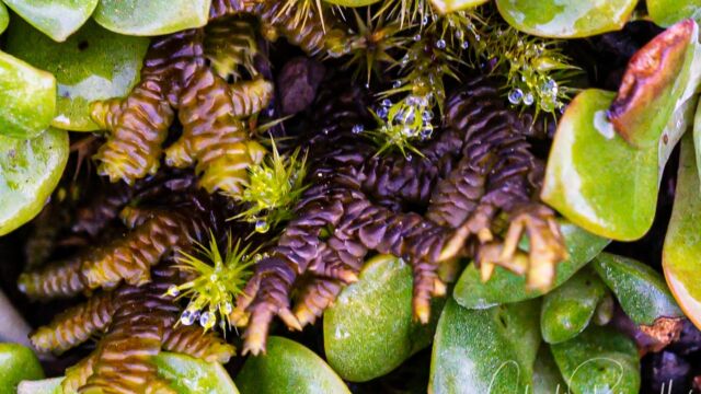 Porella navicularis Tree Ruffle Liverwort, Porella navicularis