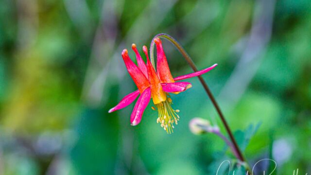 Aquilegia formosa Western columbine, Aquilegia formosa