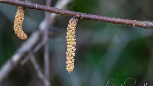 Corylus cornuta Beaked hazelnut, Corylus cornuta