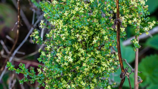 Galium porrigens var. porrigens Climbing bedstraw, Galium porrigens var. porrigens