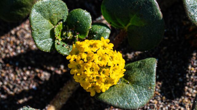 Abronia latifolia Yellow sand verbena, Abronia latifolia