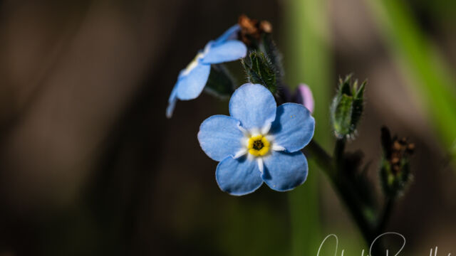 Myosotis sp. (non native) Forget-me-not, Myosotis sp.