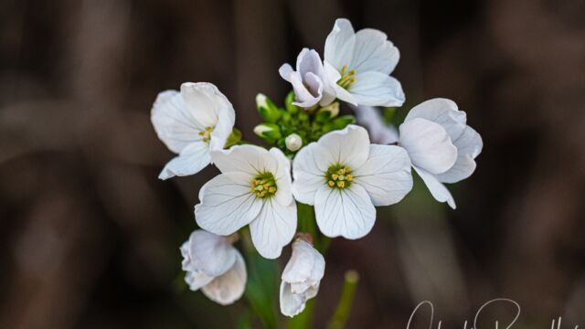 Cardamine californica Milkmaids, Cardamine californica