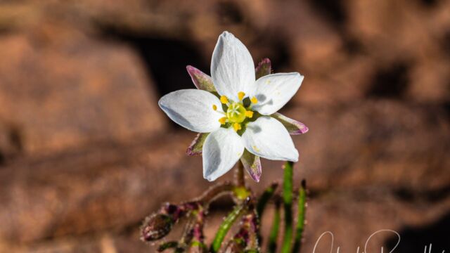 Spergularia rubra (non native) Red sand spurrey, Spergularia rubra