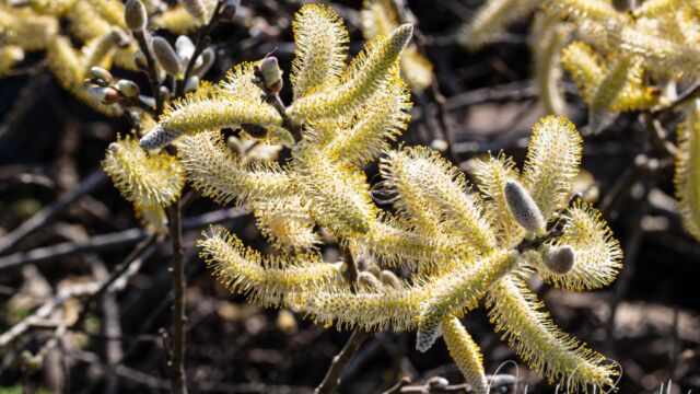Salix lasiolepis Arroyo willow, Salix lasiolepis