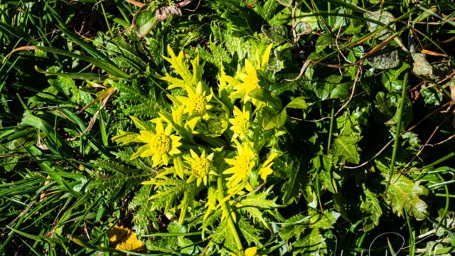 Sanicula arctopoides Footsteps of spring, Sanicula arctopoides