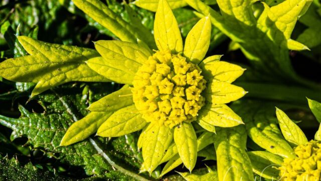 Sanicula arctopoides Footsteps of spring, Sanicula arctopoides