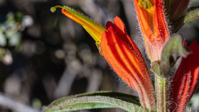 Castilleja subinclusa ssp. franciscana Franciscan paintbrush, Castilleja subinclusa ssp. franciscana