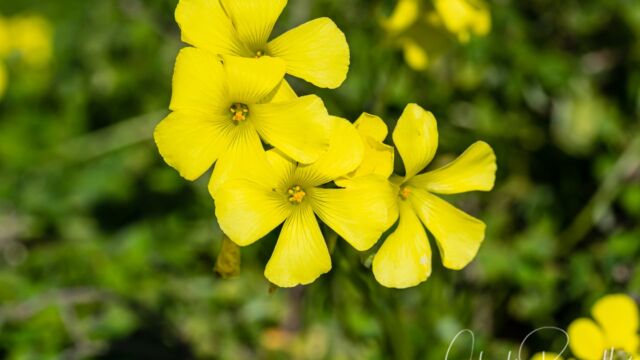 Oxalis pes-caprae (non native, invasive) Bermuda buttercup, Oxalis pes-caprae
