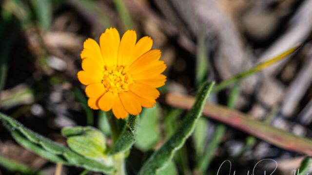 Calendula arvensis (non native) Field marigold, Calendula arvensis