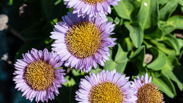 Seaside daisy Seaside daisy, Erigeron glaucus
