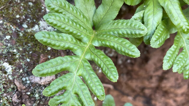 Polypodium fern