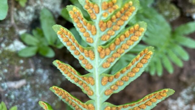 Polypodium fern