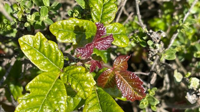 Toxicodendron diversilobum Poison oak, Toxicodendron diversilobum